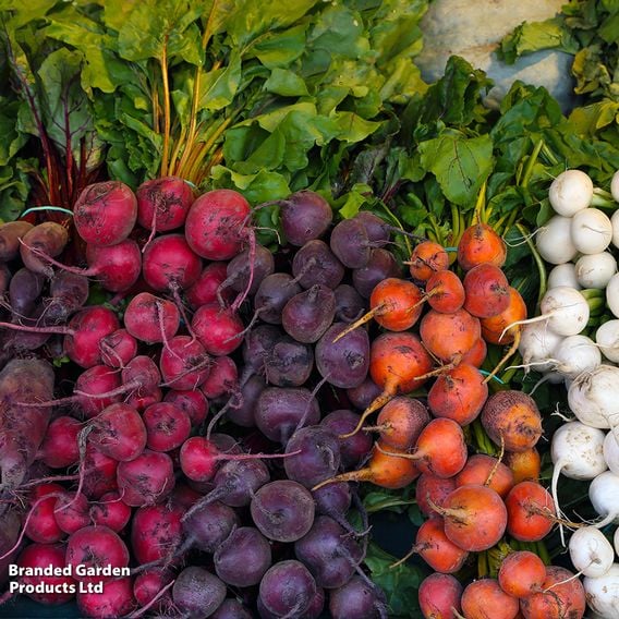 Beetroot 'Rainbow Mix' - Gourmet Veg Seeds