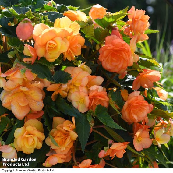 Begonia x tuberhybrida 'Apricot Shades Improved' F1 Hybrid