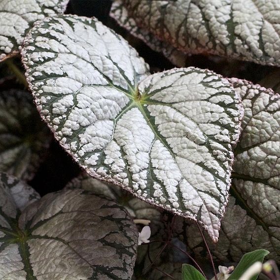 Begonia 'Silver Lace'