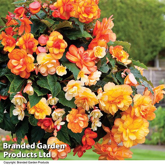 Begonia 'Apricot Shades' Pre-Planted Baskets