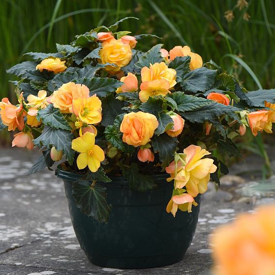 Begonia x tuberhybrida 'Apricot Shades Improved' F1 Hybrid - Tubers