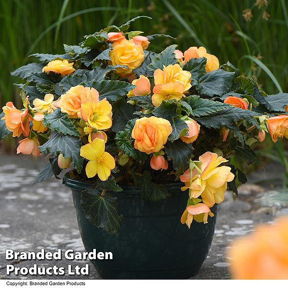 Begonia 'Apricot Shades' Pre-Planted Baskets