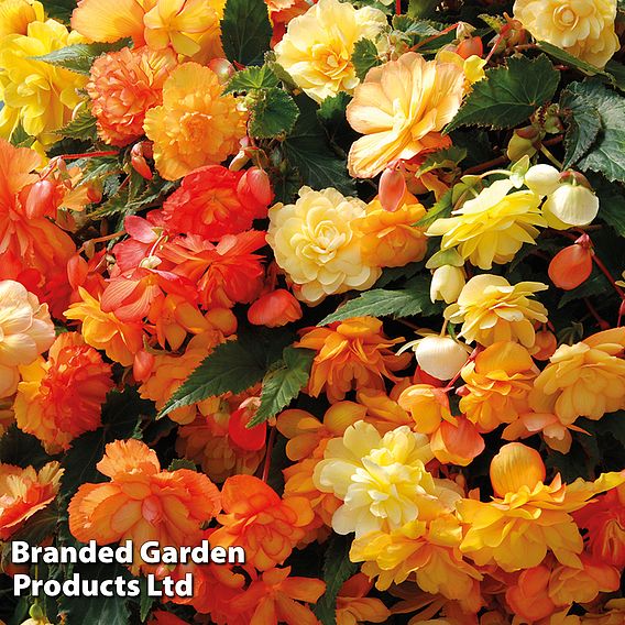 Begonia x tuberhybrida 'Apricot Shades Improved' F1 Hybrid - Tubers