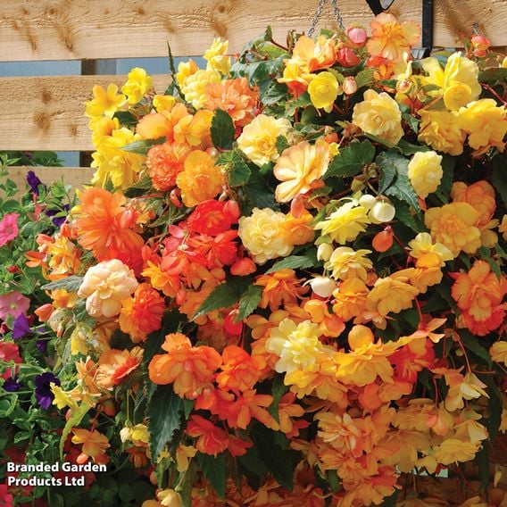 Begonia x tuberhybrida 'Apricot Shades Improved' F1
