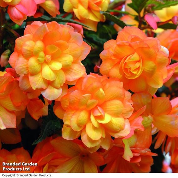 Begonia x tuberhybrida 'Apricot Shades Improved' F1