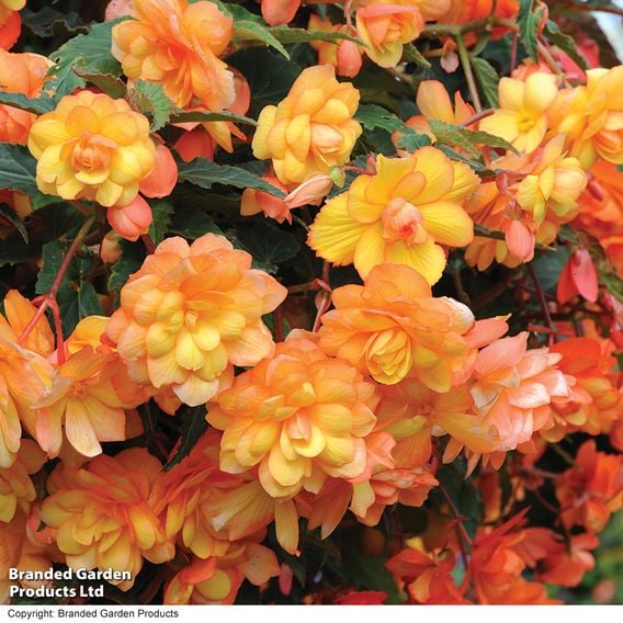 Begonia x tuberhybrida 'Apricot Shades Improved' F1