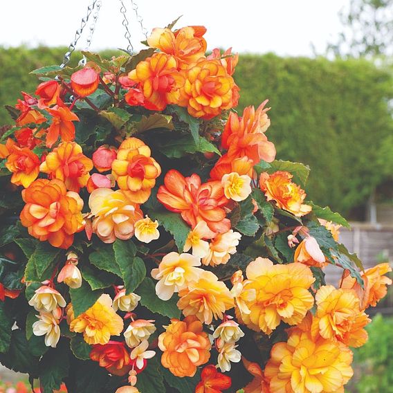 Begonia x tuberhybrida 'Apricot Shades Improved' F1 Hybrid - Tubers