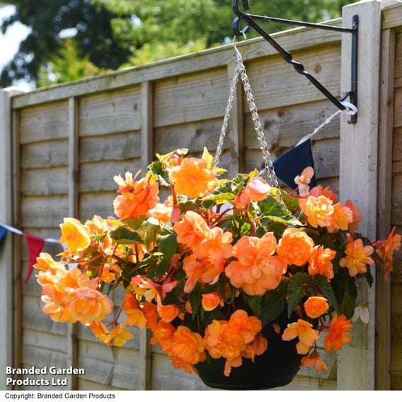 Begonia x tuberhybrida 'Apricot Shades Improved' F1