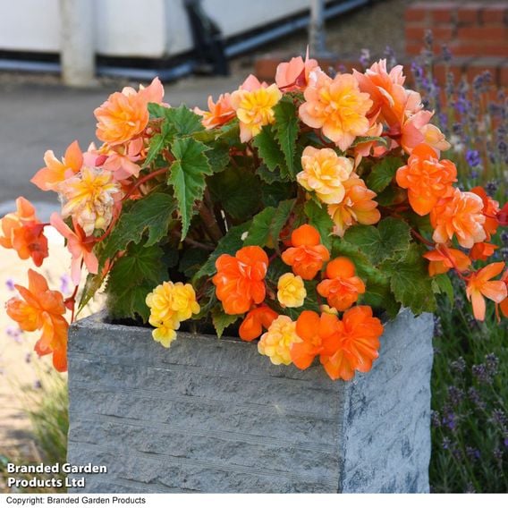 Begonia x tuberhybrida 'Apricot Shades Improved' F1