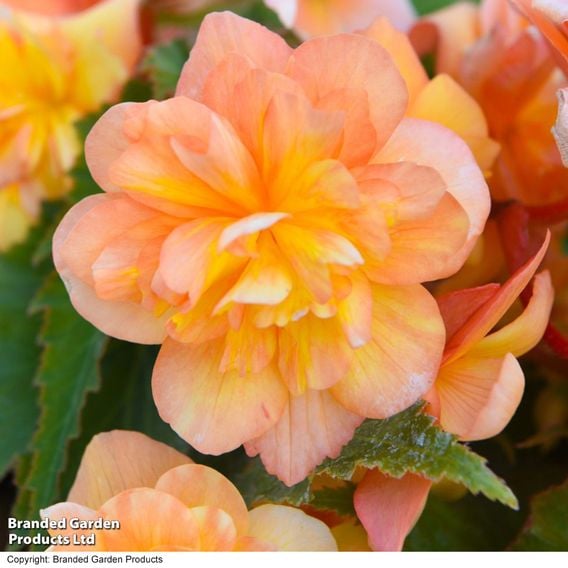 Begonia x tuberhybrida 'Apricot Shades Improved' F1