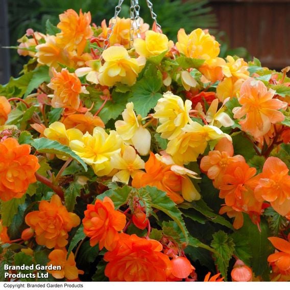 Begonia x tuberhybrida 'Apricot Shades Improved' F1