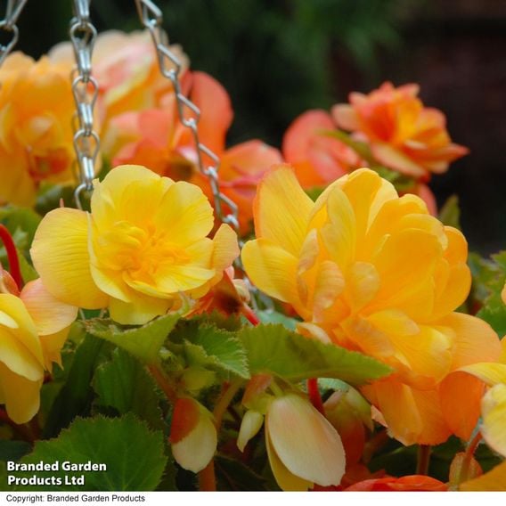 Begonia x tuberhybrida 'Apricot Shades Improved' F1