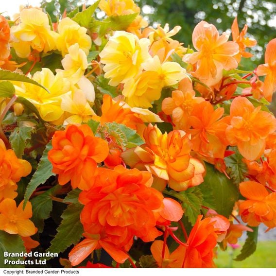 Begonia x tuberhybrida 'Apricot Shades Improved' F1