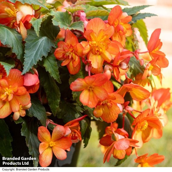 Begonia x tuberhybrida 'Apricot Shades Improved' F1