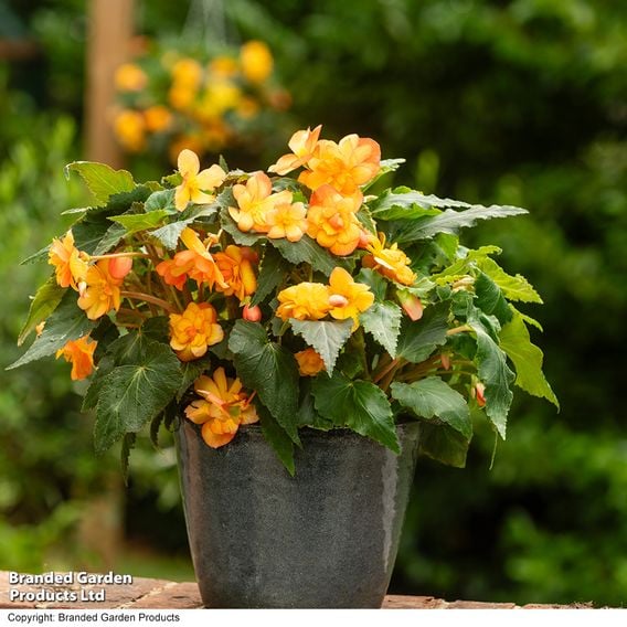 Begonia x tuberhybrida 'Apricot Shades Improved' F1 - Tubers