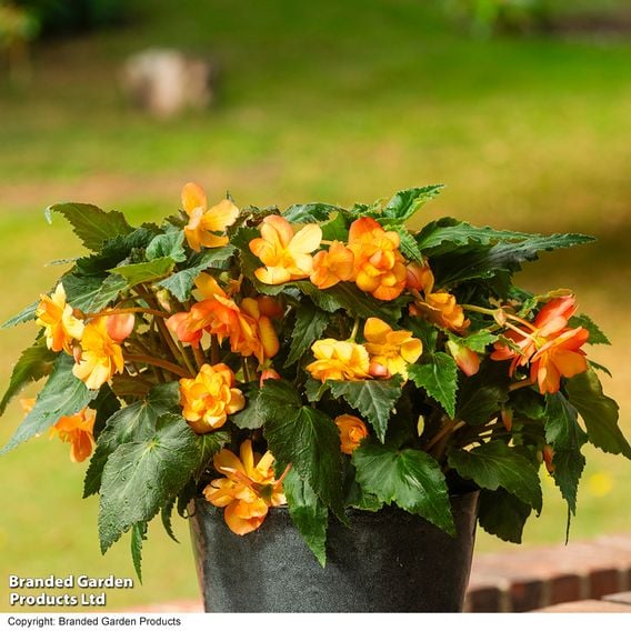 Begonia x tuberhybrida 'Apricot Shades Improved' F1 - Tubers