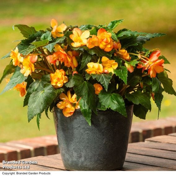 Begonia x tuberhybrida 'Apricot Shades Improved' F1