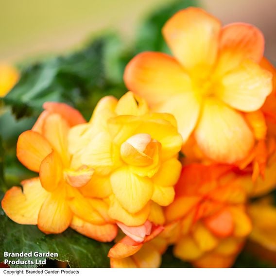 Begonia x tuberhybrida 'Apricot Shades Improved' F1