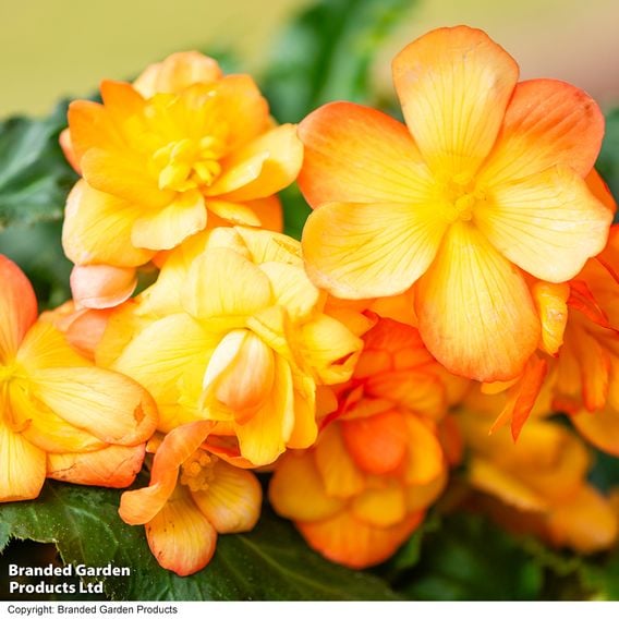 Begonia x tuberhybrida 'Apricot Shades Improved' F1 - Tubers