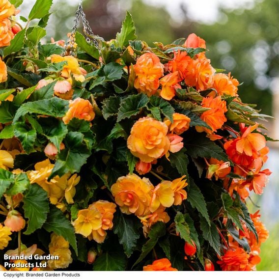Begonia x tuberhybrida 'Apricot Shades Improved' F1