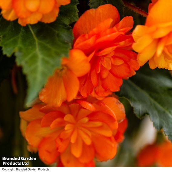 Begonia x tuberhybrida 'Apricot Shades Improved' F1