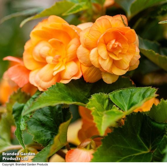 Begonia x tuberhybrida 'Apricot Shades Improved' F1
