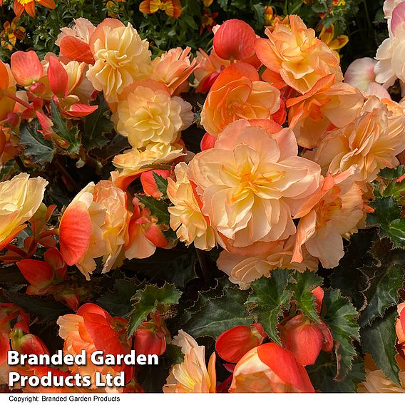 Begonia iconia 'Citrus Shades Collection'