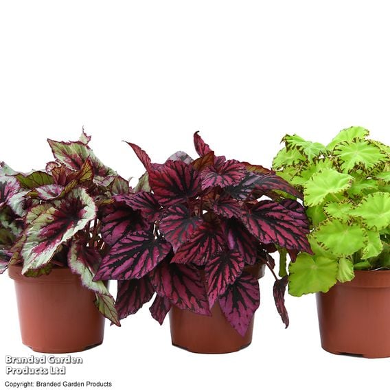 Begonia rex 'Beleaf Mix'