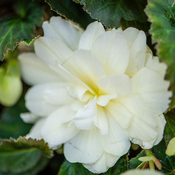 Begonia 'Belina Vanilla'
