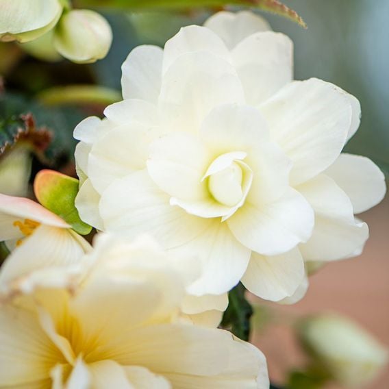 Begonia 'Belina Vanilla'