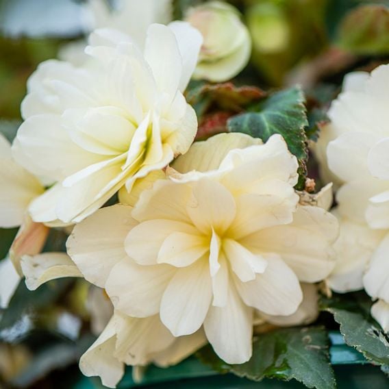 Begonia 'Belina Vanilla'