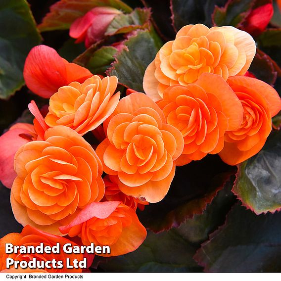 Begonia 'Catrin'