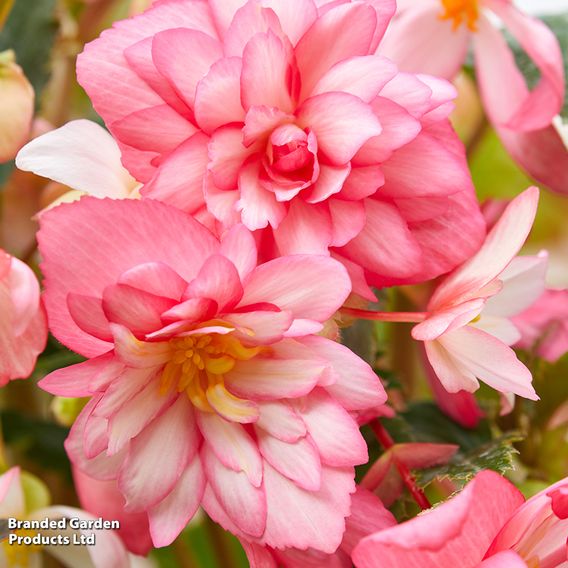 Begonia 'Chanson Flamingo' F1 - Seeds