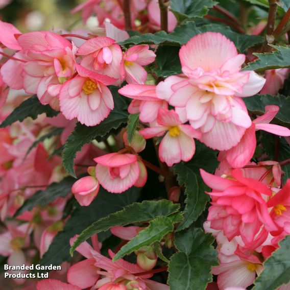 Begonia 'Chanson Flamingo' F1 - Seeds