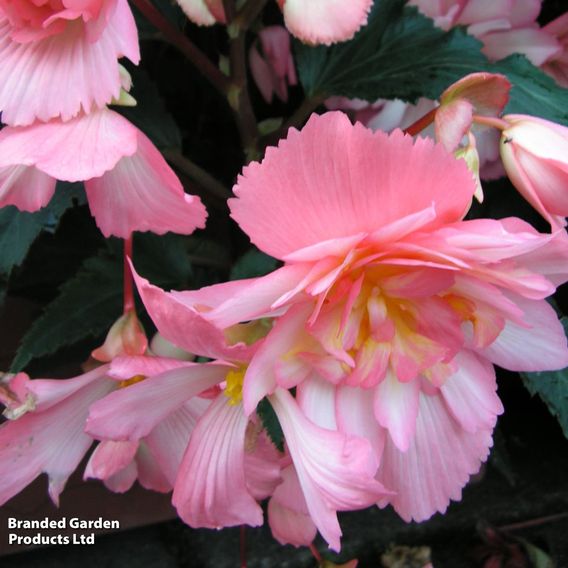 Begonia 'Chanson Flamingo' F1 - Seeds