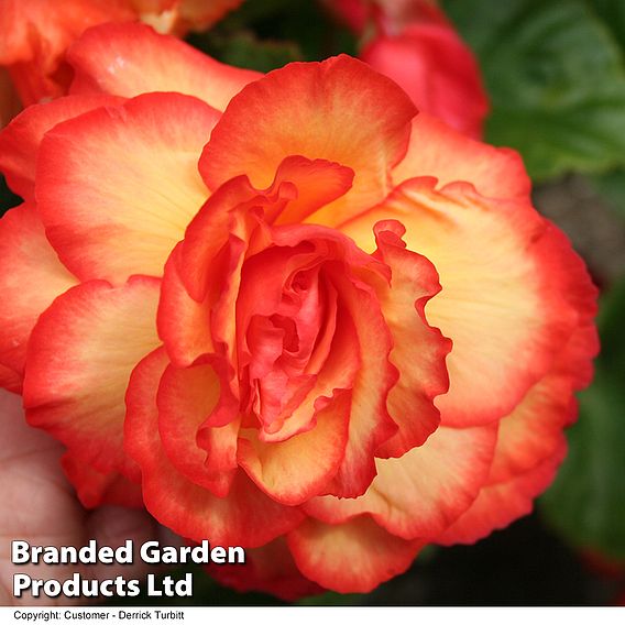 Begonia 'Cascading Fireball'