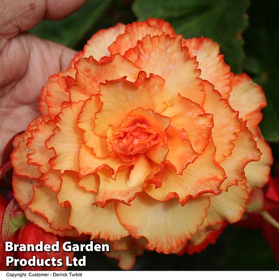 Begonia 'Cascading Fireball'