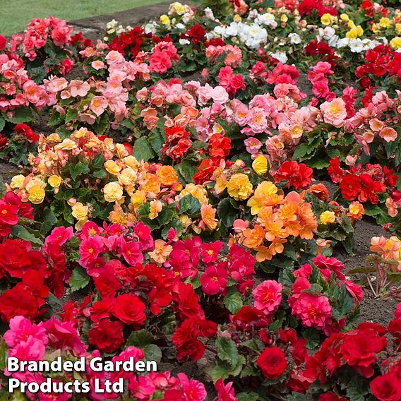 Begonia Nurserymans Choice