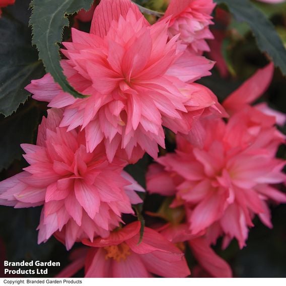 Begonia 'Funky Pink'