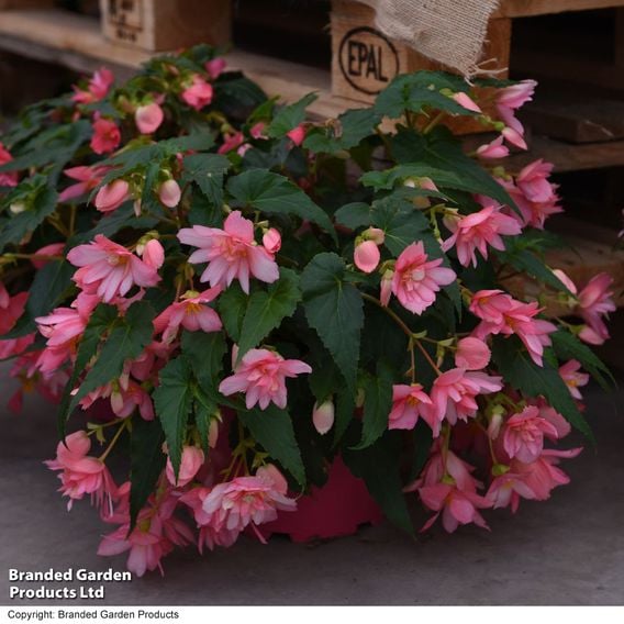 Begonia 'Funky Pink'