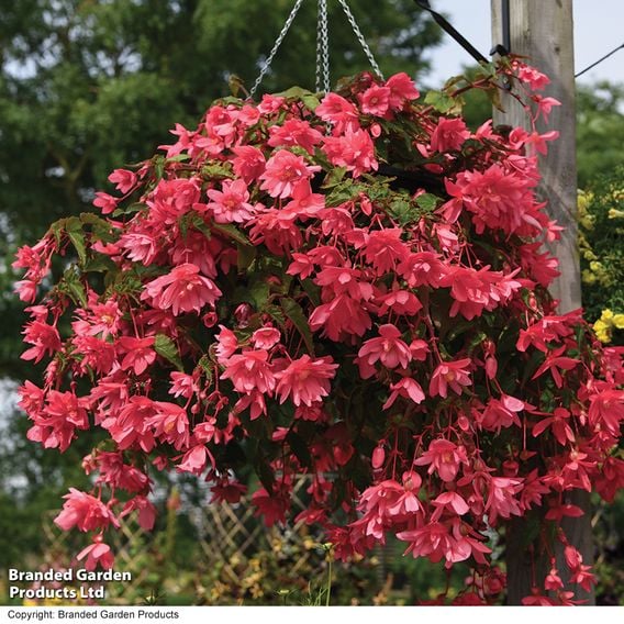 Begonia 'Funky Pink'