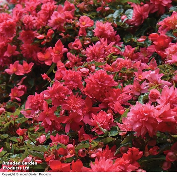 Begonia 'Funky Pink'