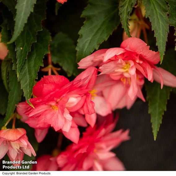 Begonia 'Funky Pink'