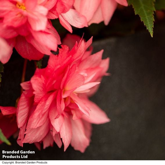 Begonia 'Funky Pink'