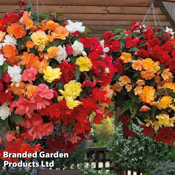 Begonia x tuberhybrida 'Illumination Mixed'