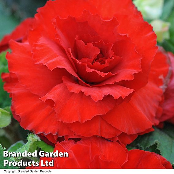 Begonia x tuberhybrida 'Giant Mixed'