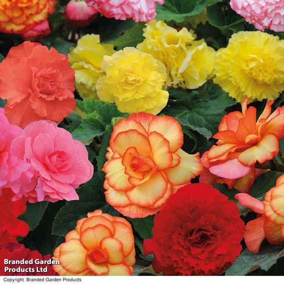 Begonia 'Majestic Rainbow Mix'