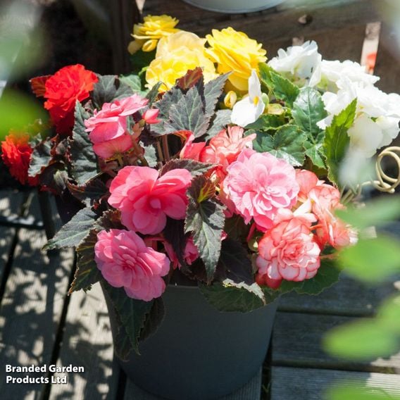 Begonia x tuberhybrida 'Nonstop Mocca Mixed'