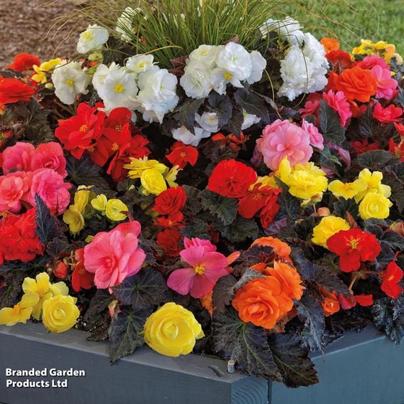 Begonia x tuberhybrida 'Nonstop Mocca Mixed'