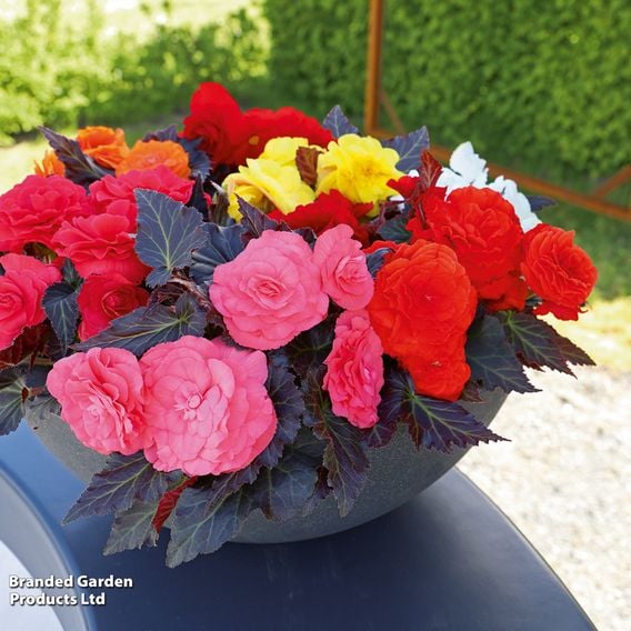 Begonia x tuberhybrida 'Nonstop Mocca Mixed'